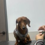 Livewell Animal Urgent Care of Goodyear