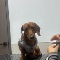 Livewell Animal Urgent Care of Goodyear ico