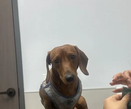 Livewell Animal Urgent Care of Goodyear