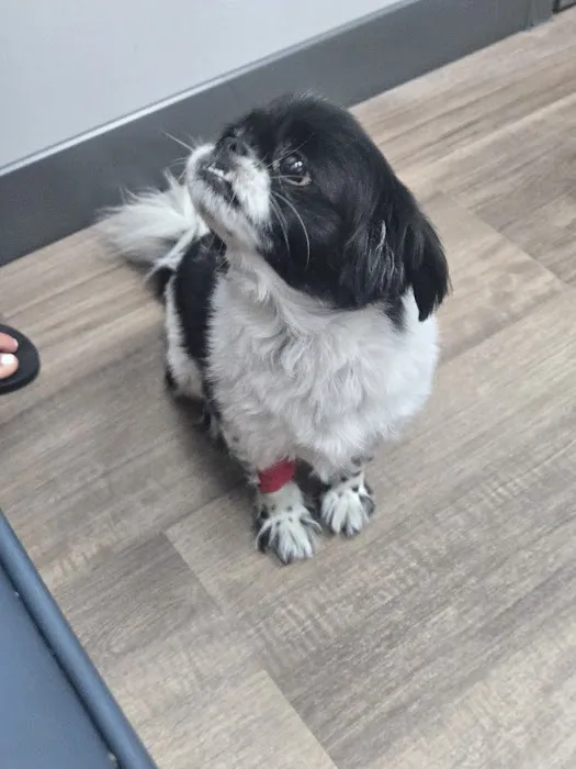 Livewell Animal Urgent Care of Goodyear Picture 5