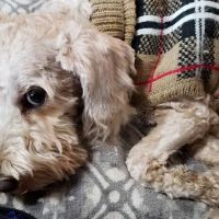 Palm Valley Animal Clinic ico