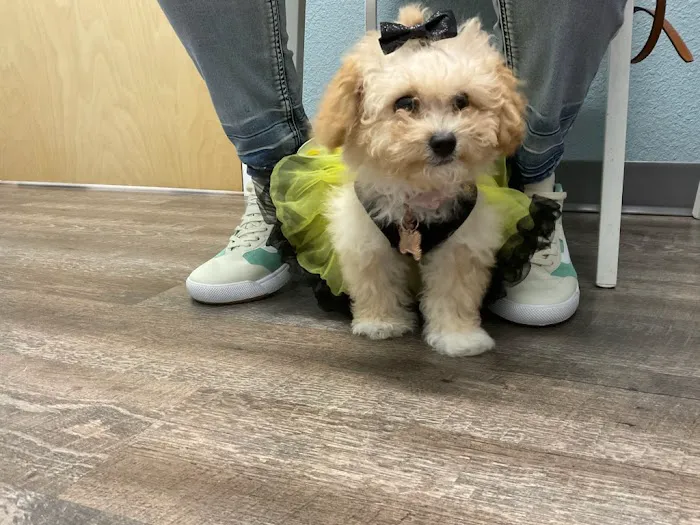easyvet Veterinarian Goodyear Picture 6