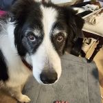easyvet Veterinarian Goodyear