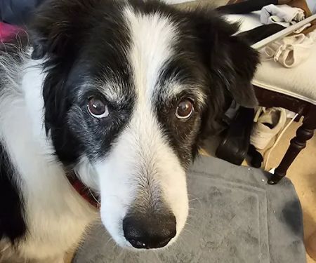 easyvet Veterinarian Goodyear