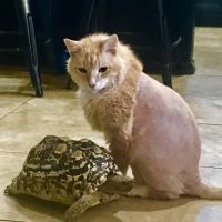 Legacy Animal Hospital ico