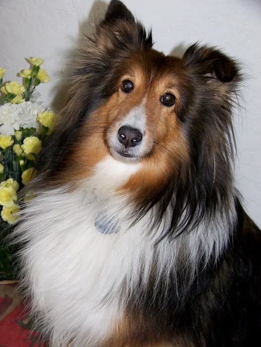 Legacy Animal Hospital Picture 2