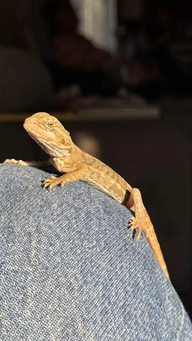 Scales 'N Tails Phoenix Central Picture 6