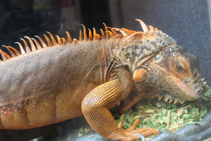 Scales 'N Tails Phoenix Central Picture 9