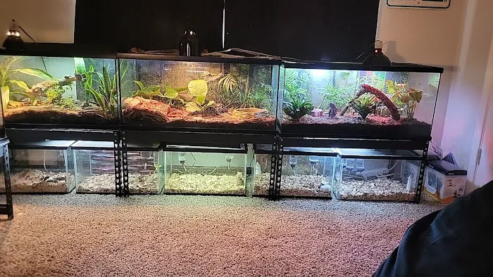 Scales 'N Tails Phoenix Central Picture 5