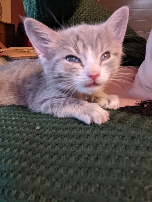 Village Animal Clinic Picture 7