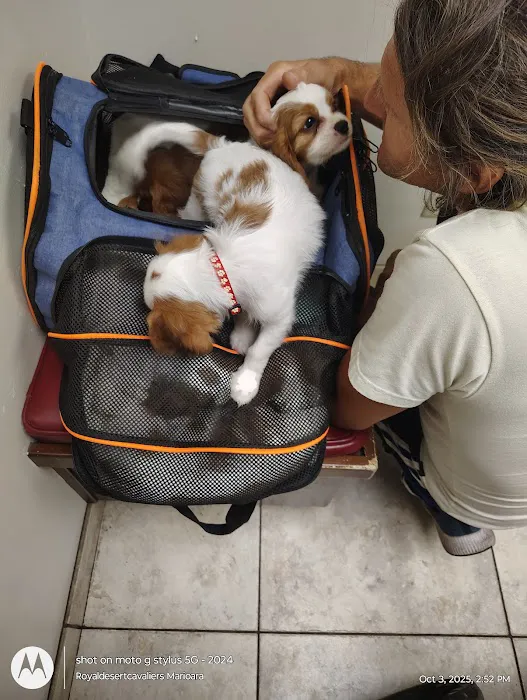 Village Animal Clinic Picture 5