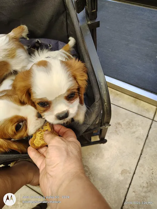 Village Animal Clinic Picture 8