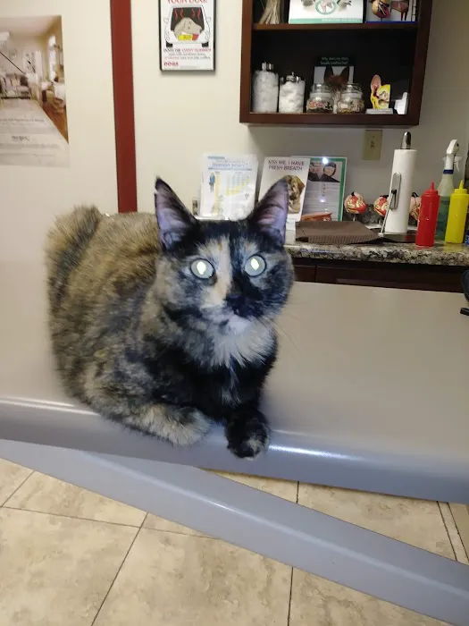 Village Animal Clinic Picture 4