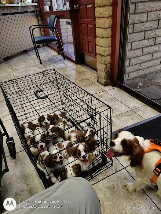 Village Animal Clinic Picture 3