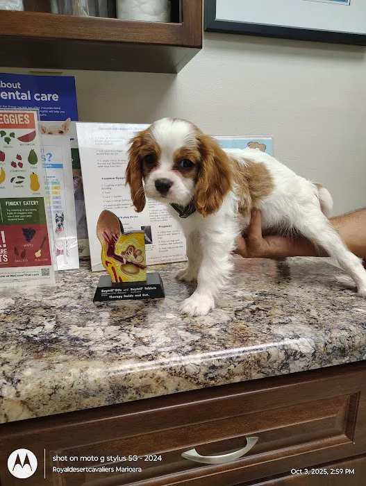 Village Animal Clinic Picture 2