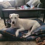 Moon Valley Animal Hospital