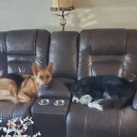Amherst Animal Clinic ico