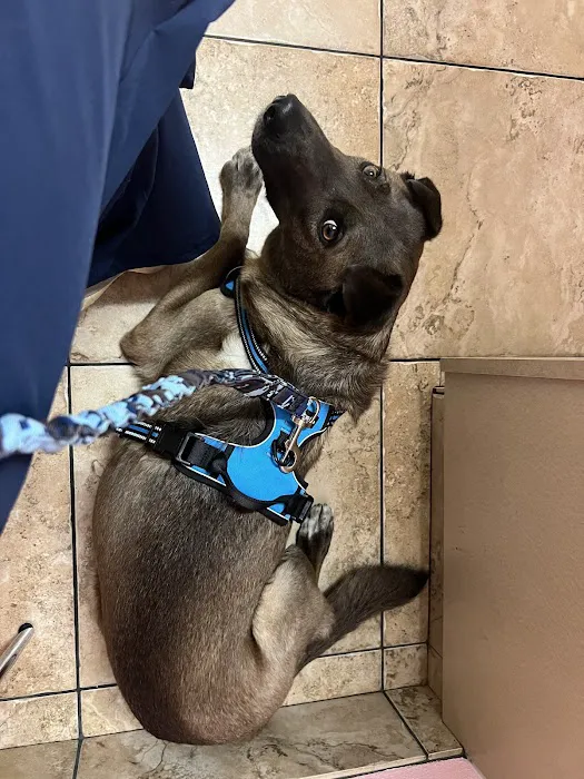 Topaz Veterinary Clinic Picture 3