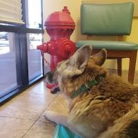 Topaz Veterinary Clinic ico