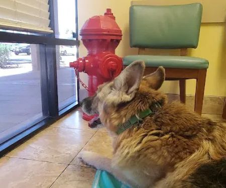 Topaz Veterinary Clinic