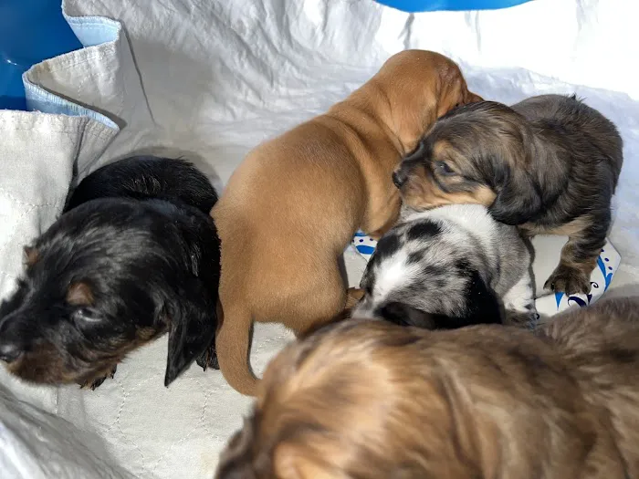 Topaz Veterinary Clinic Picture 2