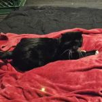 Valley Spay and Neuter Clinic