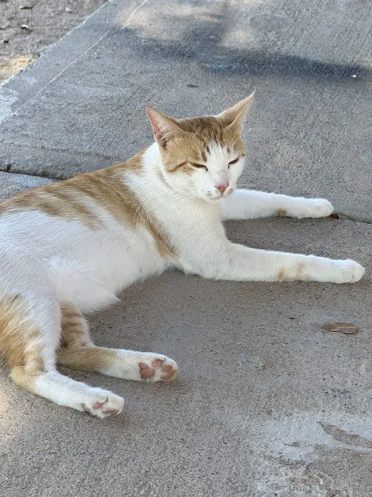 Valley Spay and Neuter Clinic Picture 6