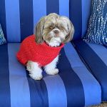 Rural Animal Clinic a.k.a Dog & Cat Repair