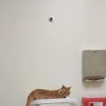 Vetco Total Care Animal Hospital