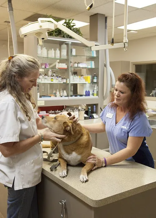 VCA Elliot Park Animal Hospital Picture 5