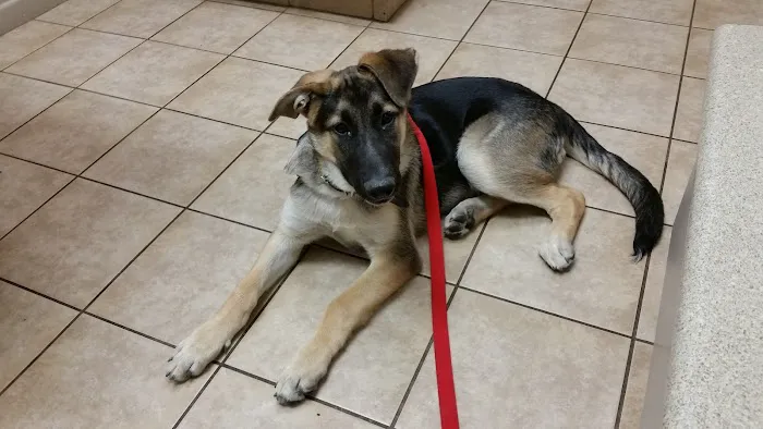 VCA Elliot Park Animal Hospital Picture 10