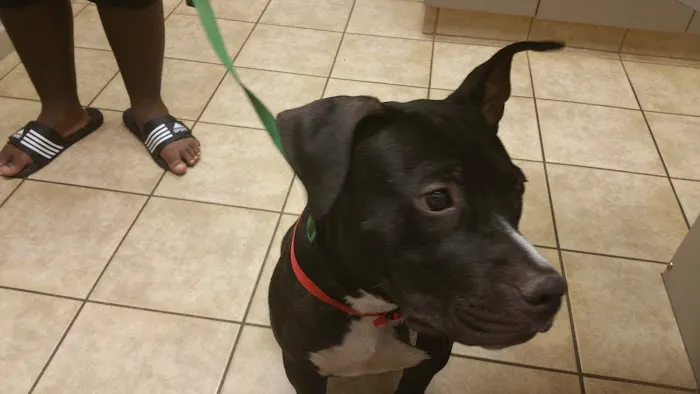 VCA Elliot Park Animal Hospital Picture 9