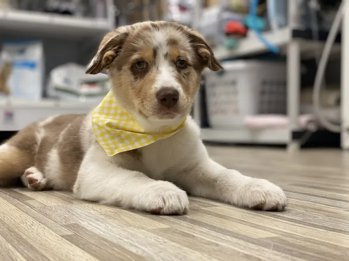 Primary Pet Care Picture 3