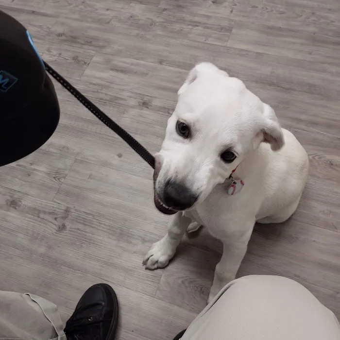 Primary Pet Care Picture 4