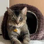 The Scottsdale Veterinary Clinic