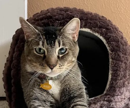 The Scottsdale Veterinary Clinic