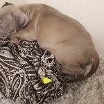 24 Hour Emergency Vet