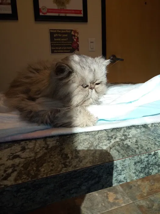 24 Hour Emergency Vet Picture 7