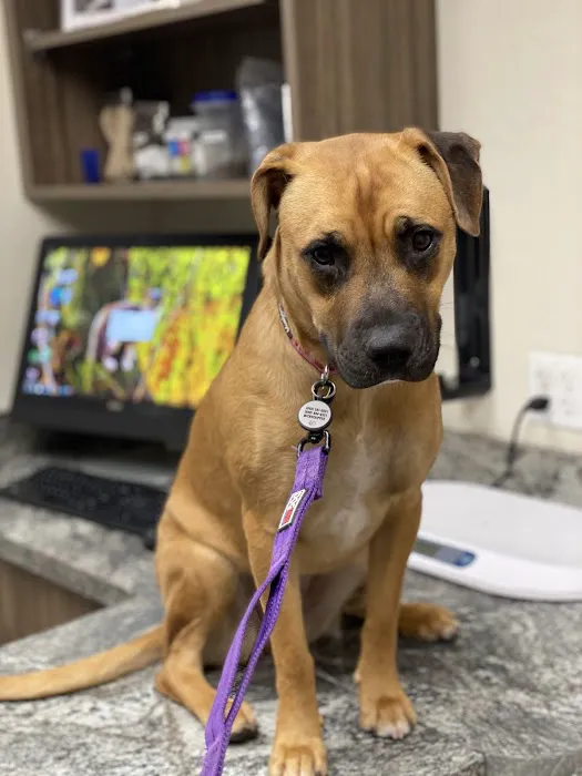 24 Hour Emergency Vet Picture 5