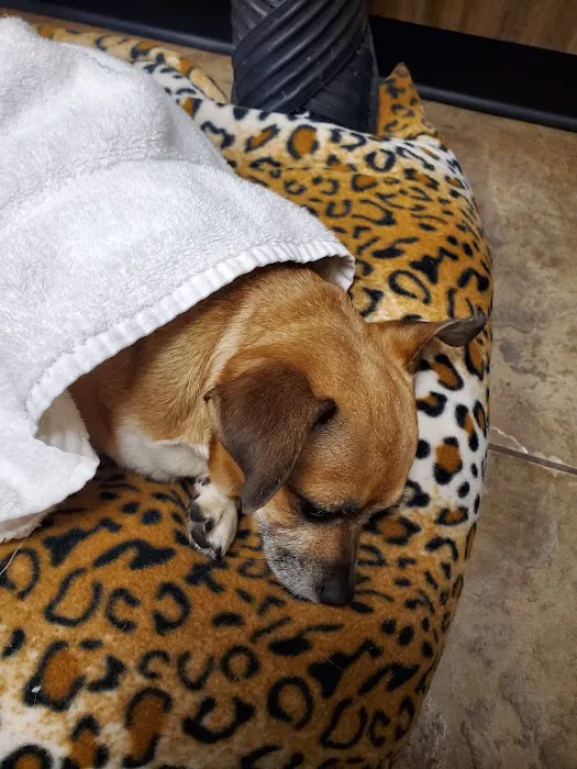 24 Hour Emergency Vet Picture 9