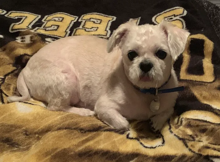 24 Hour Emergency Vet Picture 10