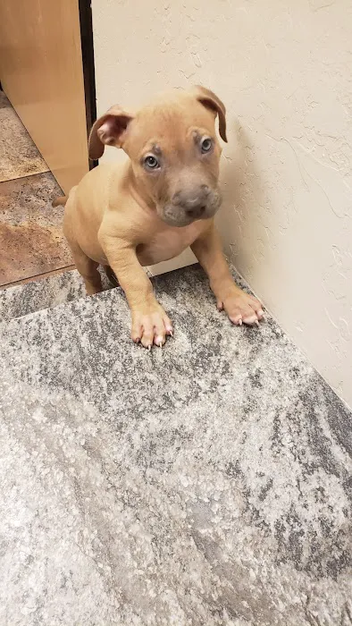 24 Hour Emergency Vet Picture 2