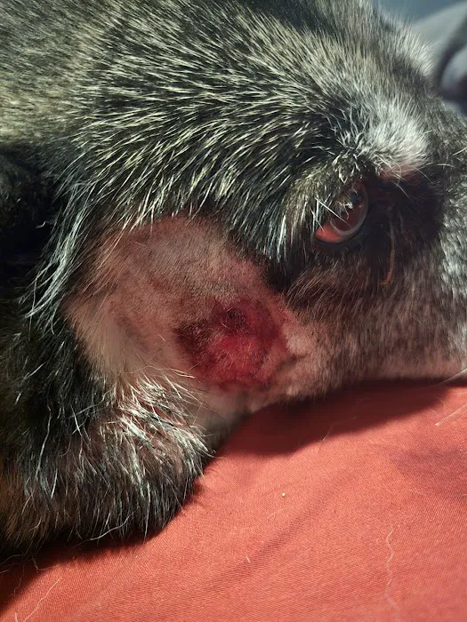 24 Hour Emergency Vet Picture 4