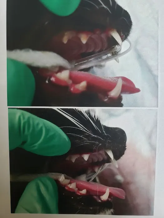 Scottsdale Veterinary Clinic Dental & Surgery Center Picture 3