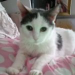 Scottsdale Veterinary Clinic Dental & Surgery Center