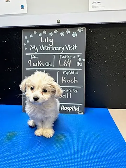 Kaibab Animal Hospital Picture 9