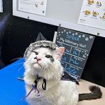 Kaibab Animal Hospital