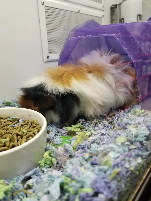 Petco Picture 1