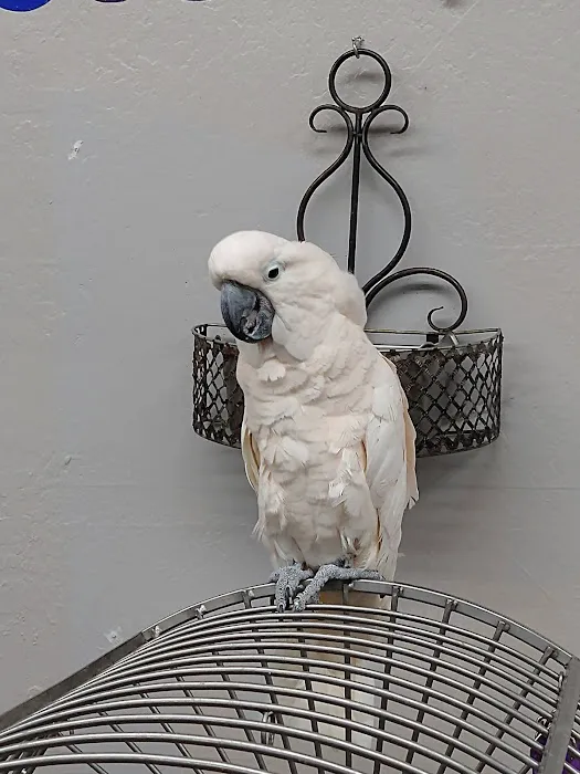 Arizona Bird Store Picture 8