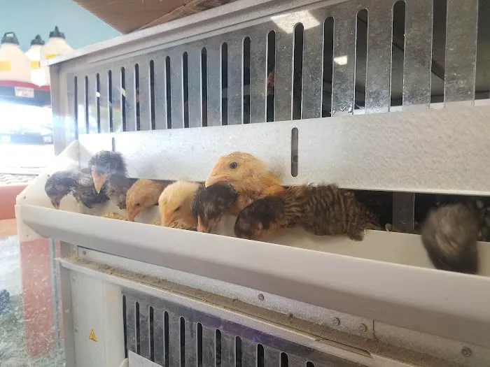 Pratt’s Pets - Mesa Picture 8